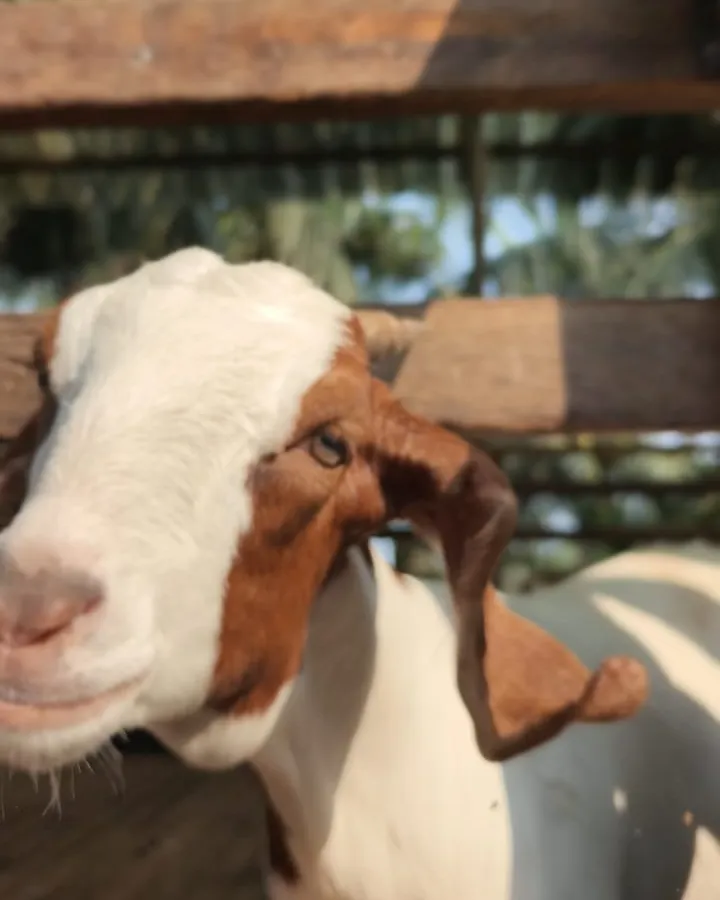 Kambing di kandang kayu